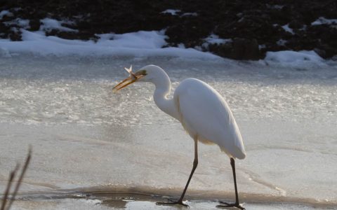 Grote Zilverreiger