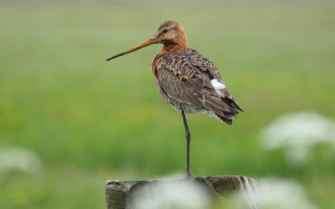 Grutto