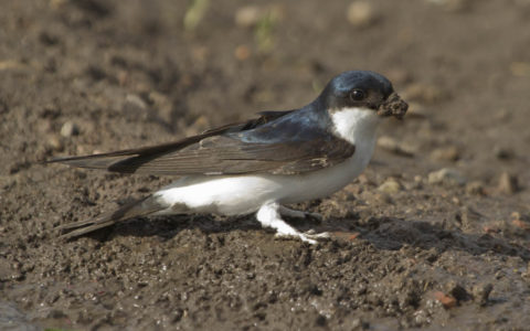 Huiszwaluw - Foto: Benno van den Hoek