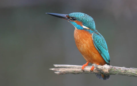 IJsvogel - Foto: Chris Herzog