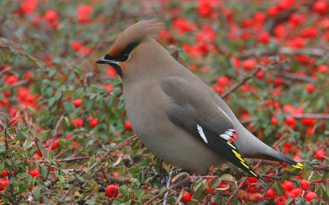 Pestvogel - Foto: Chris Herzog