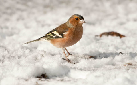 Vink - Foto: Benno van den Hoek