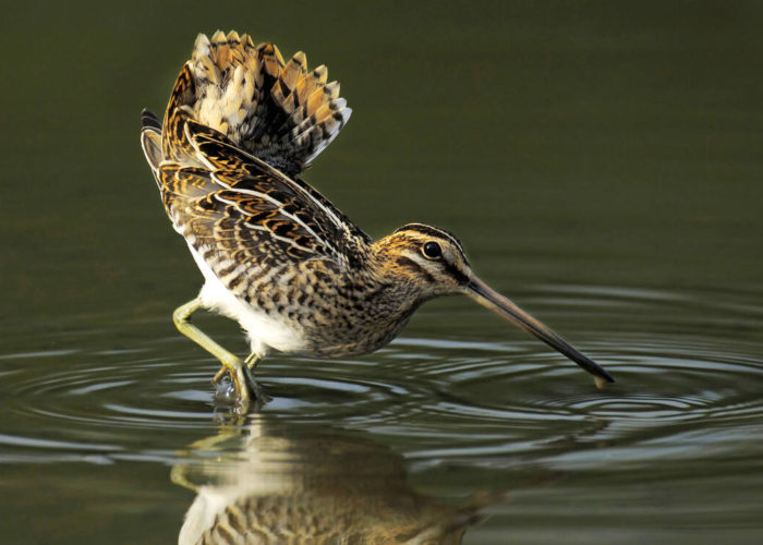 Watersnip - Foto: Wim Weenink