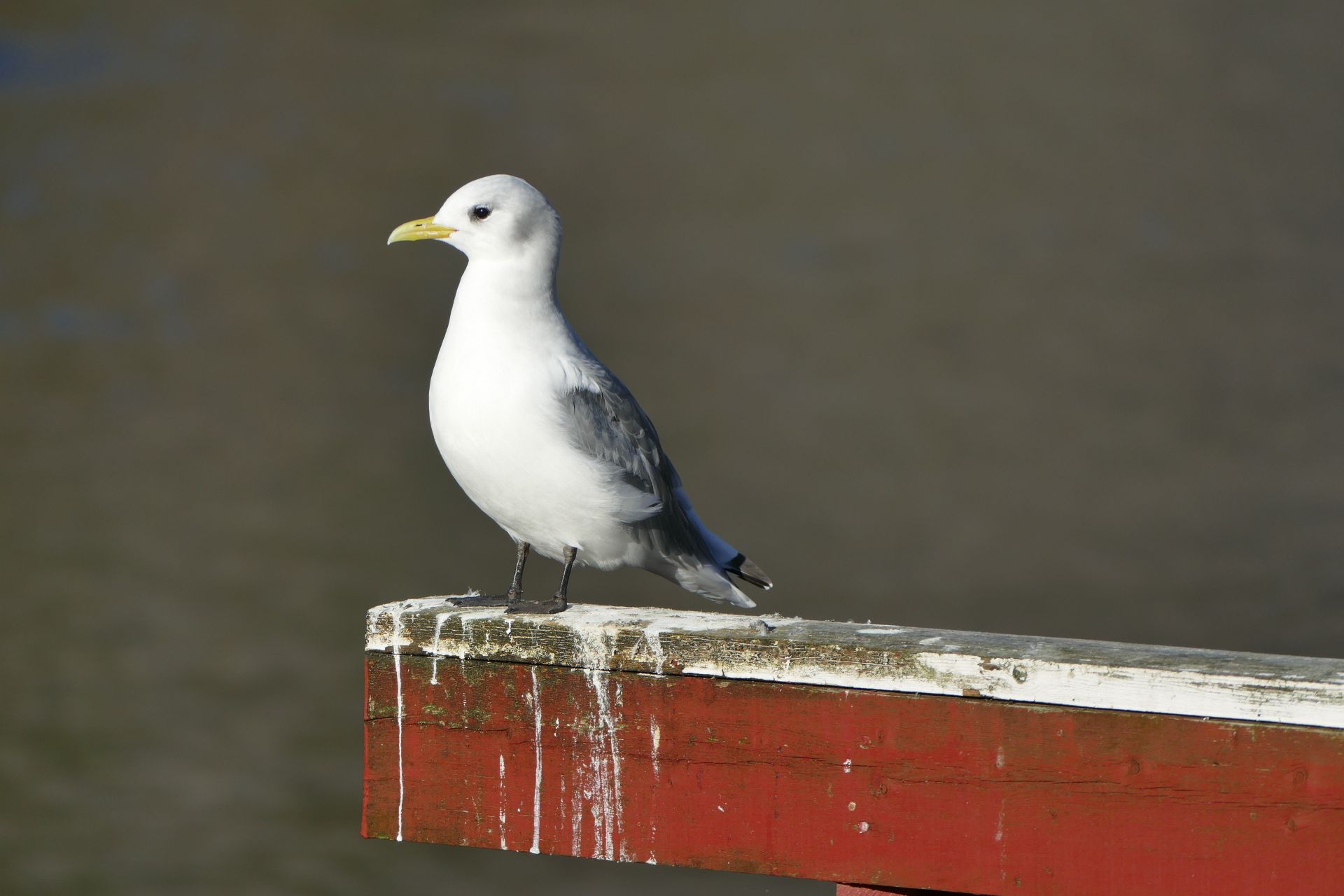 Kustvogelexcursie naar de pier van IJmuiden