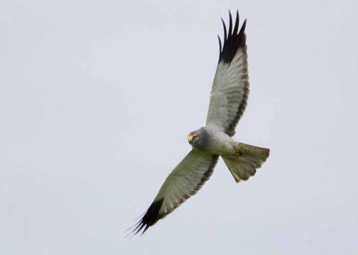 Blauwe kiekendief - Foto: Chris Spijkerboer