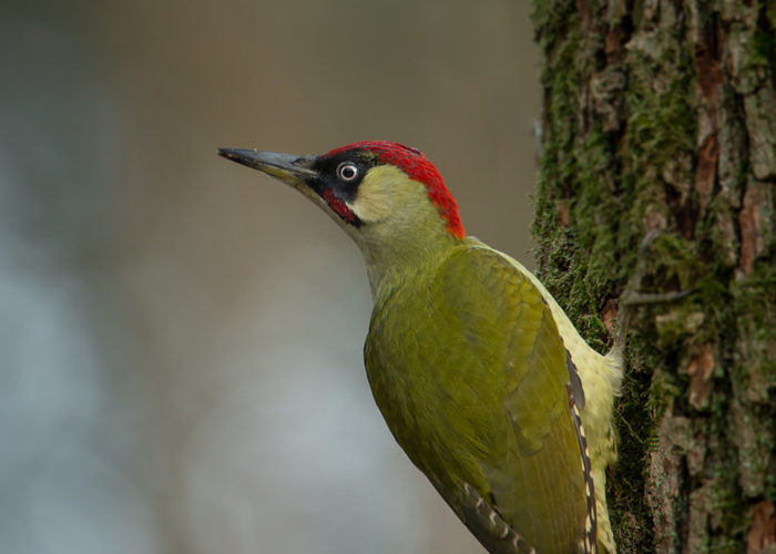 Groene specht - Foto: Alex & Anette Hagenbeek