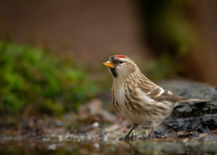 Grote barmsijs - Foto: Alex & Anette Hagenbeek