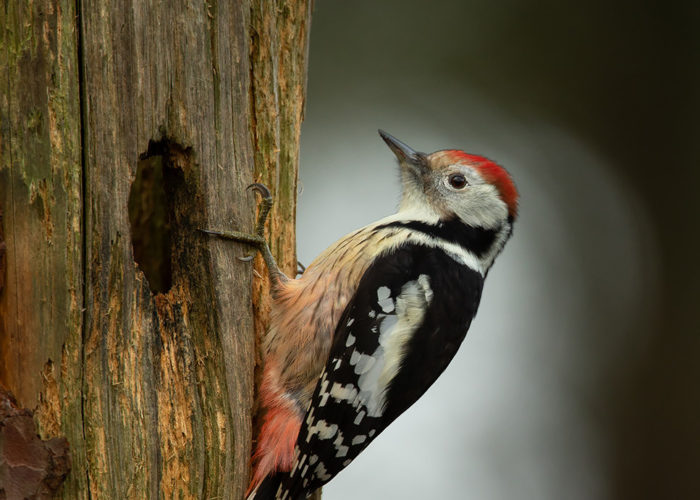 Middelste bonte specht - Foto: Alex & Anette Hagenbeek