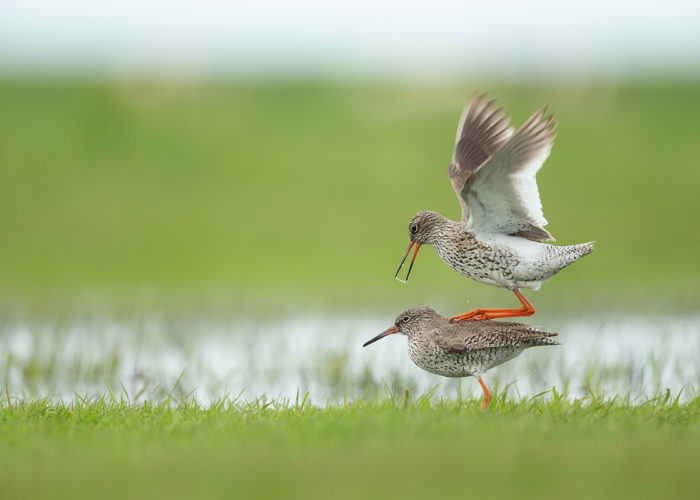 Tureluur - Foto: Alex & Anette Hagenbeek