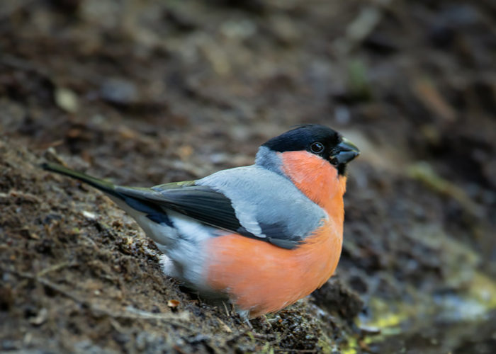 Goudvink - Foto: Alex & Anette Hagenbeek