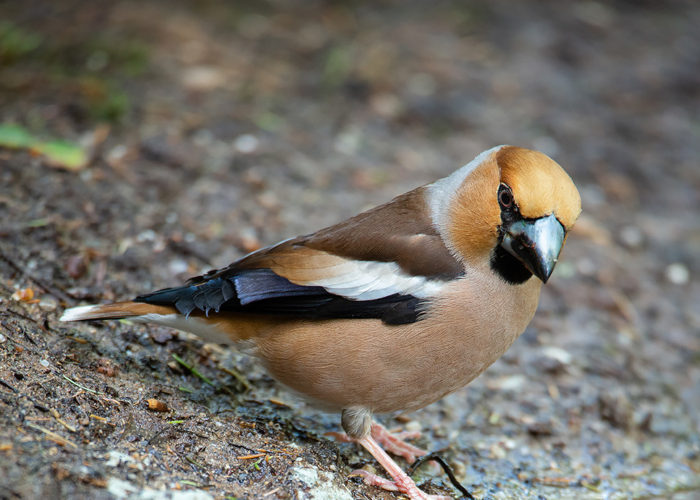 Appelvink - Foto: Alex & Anette Hagenbeek