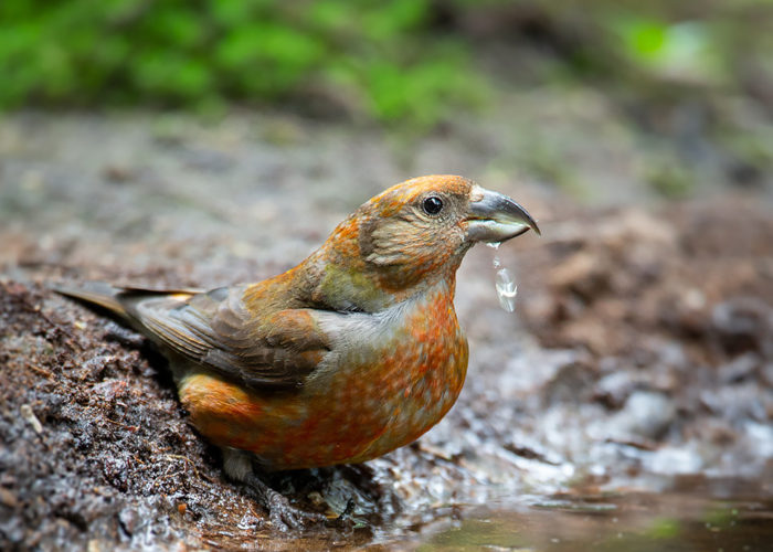 Kruisbek - Foto: Alex & Anette Hagenbeek