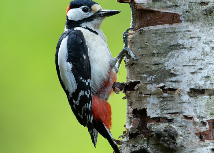 Grote bonte specht - Foto: Alex & Anette Hagenbeek