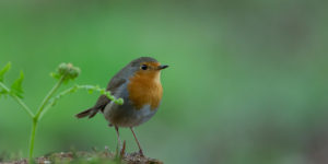 Roodborst - Foto: Alex & Anette Hagenbeek