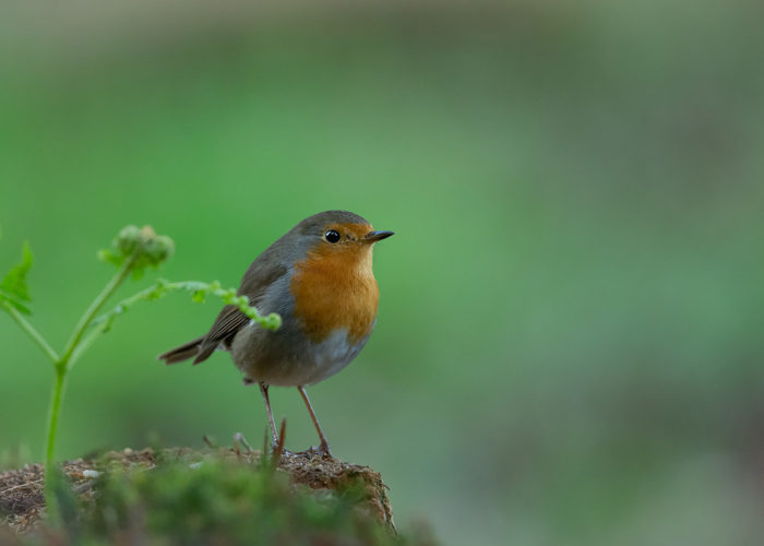 Roodborst - Foto: Alex & Anette Hagenbeek