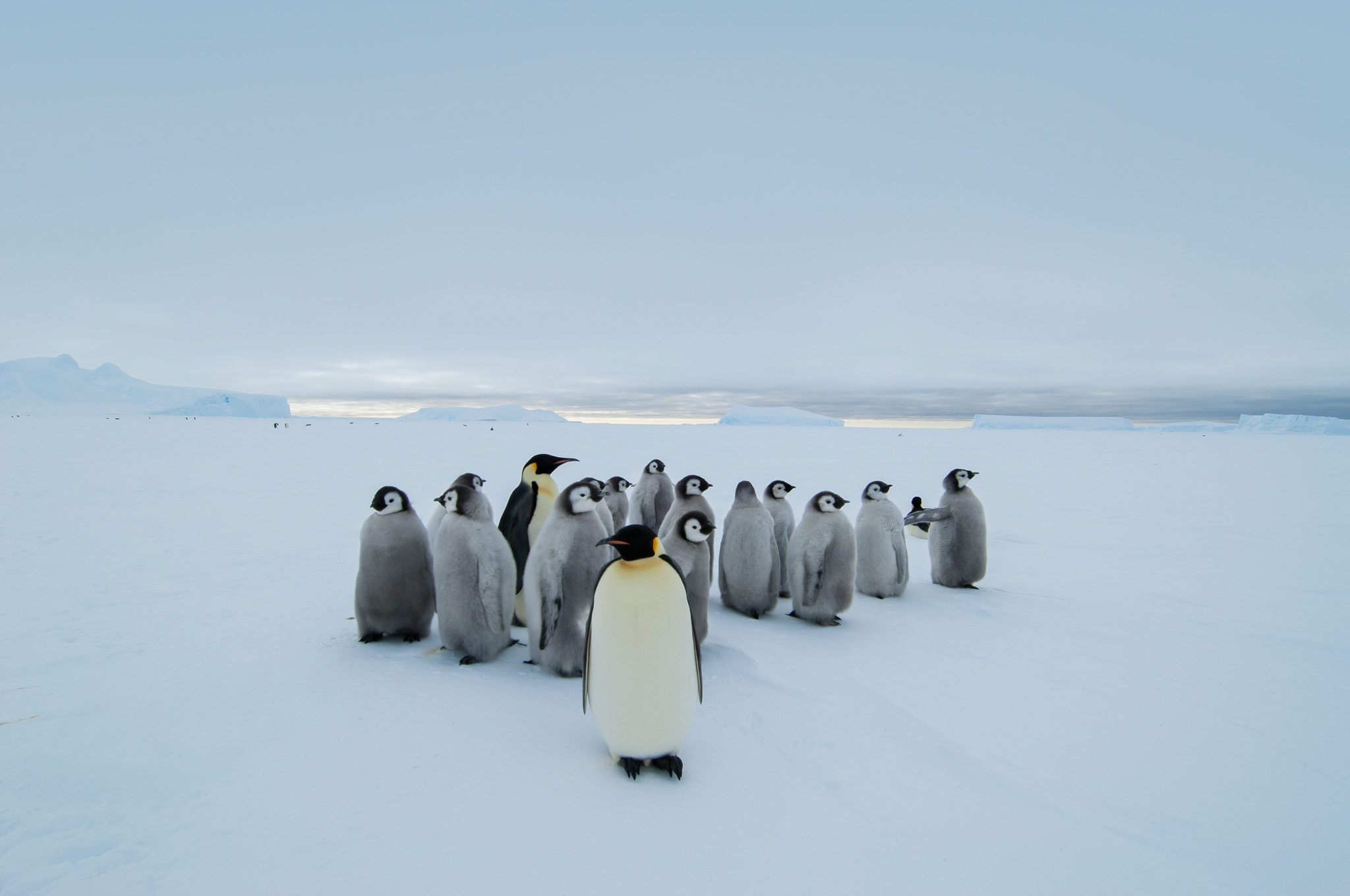 Lezing: Waarom ijsberen geen pinguïns eten door Jan Vermeer