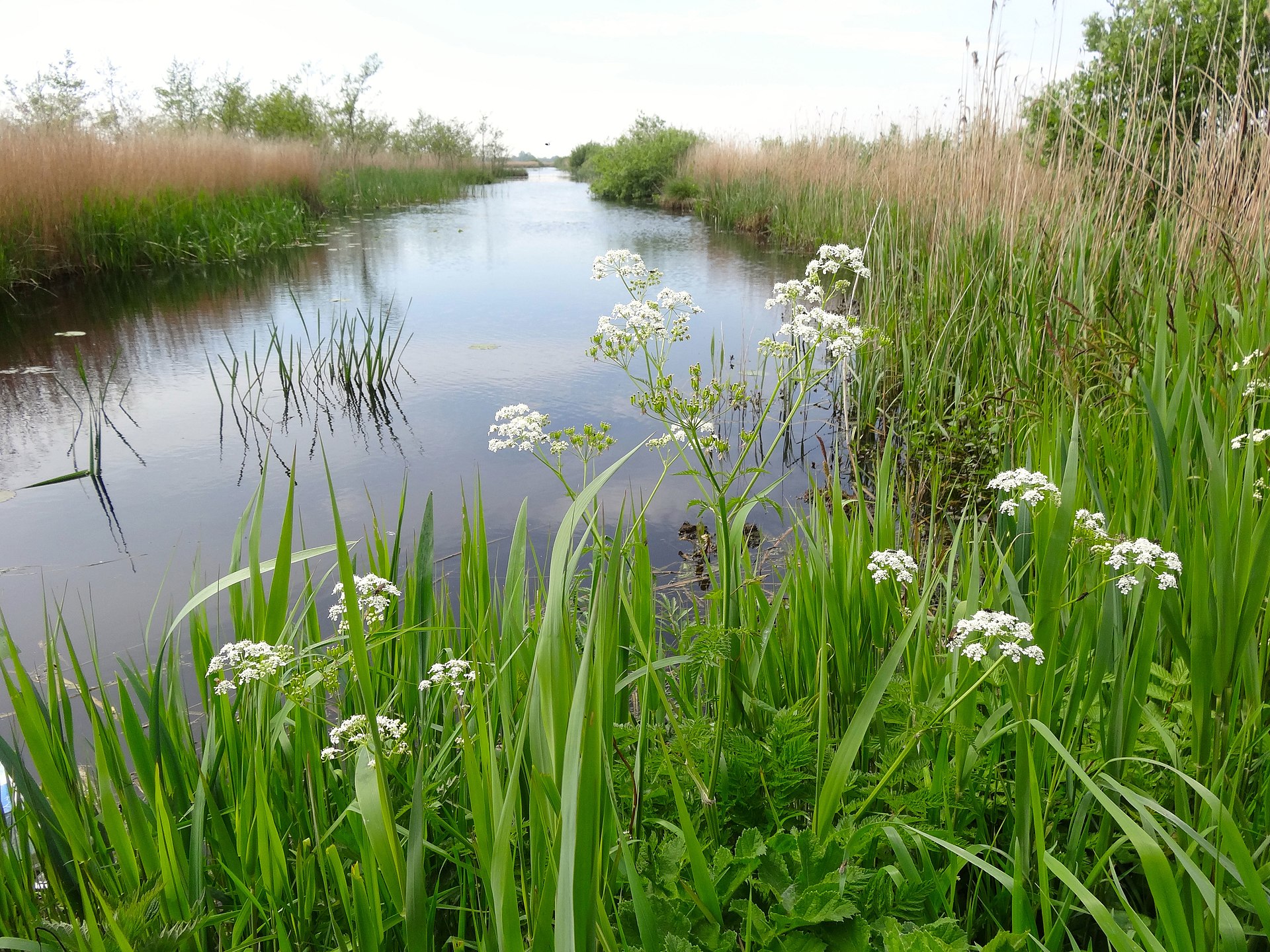 Moerasvogelexcursie door De Wieden