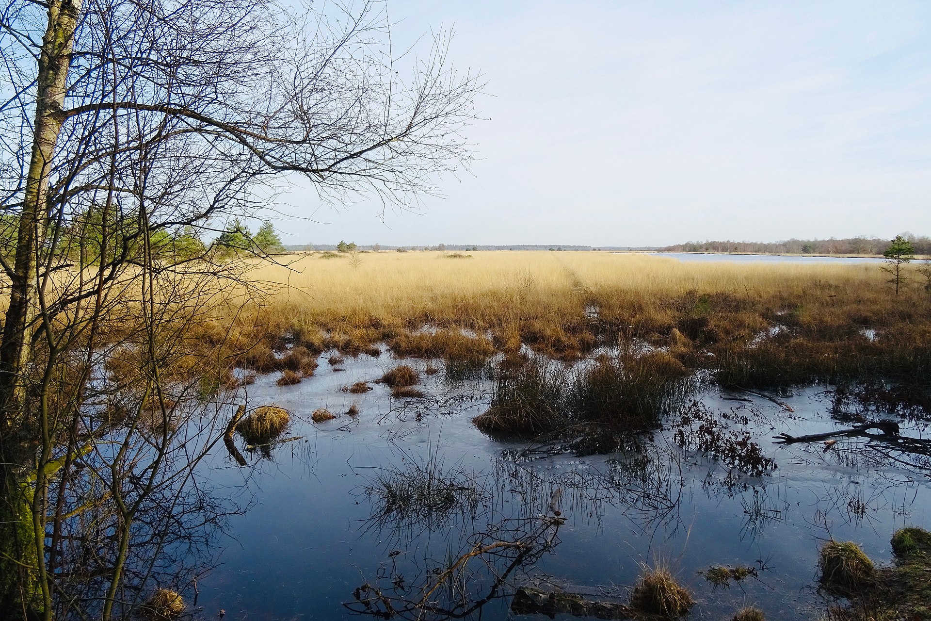 Excursie Fochteloërveen en Dwingelderveld