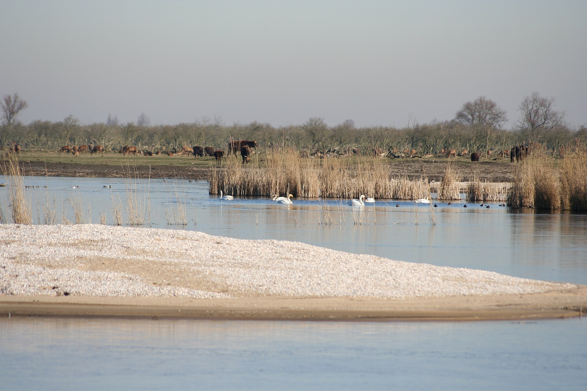Excursie in de eigen regio waaronder de Oostvaardersplassen