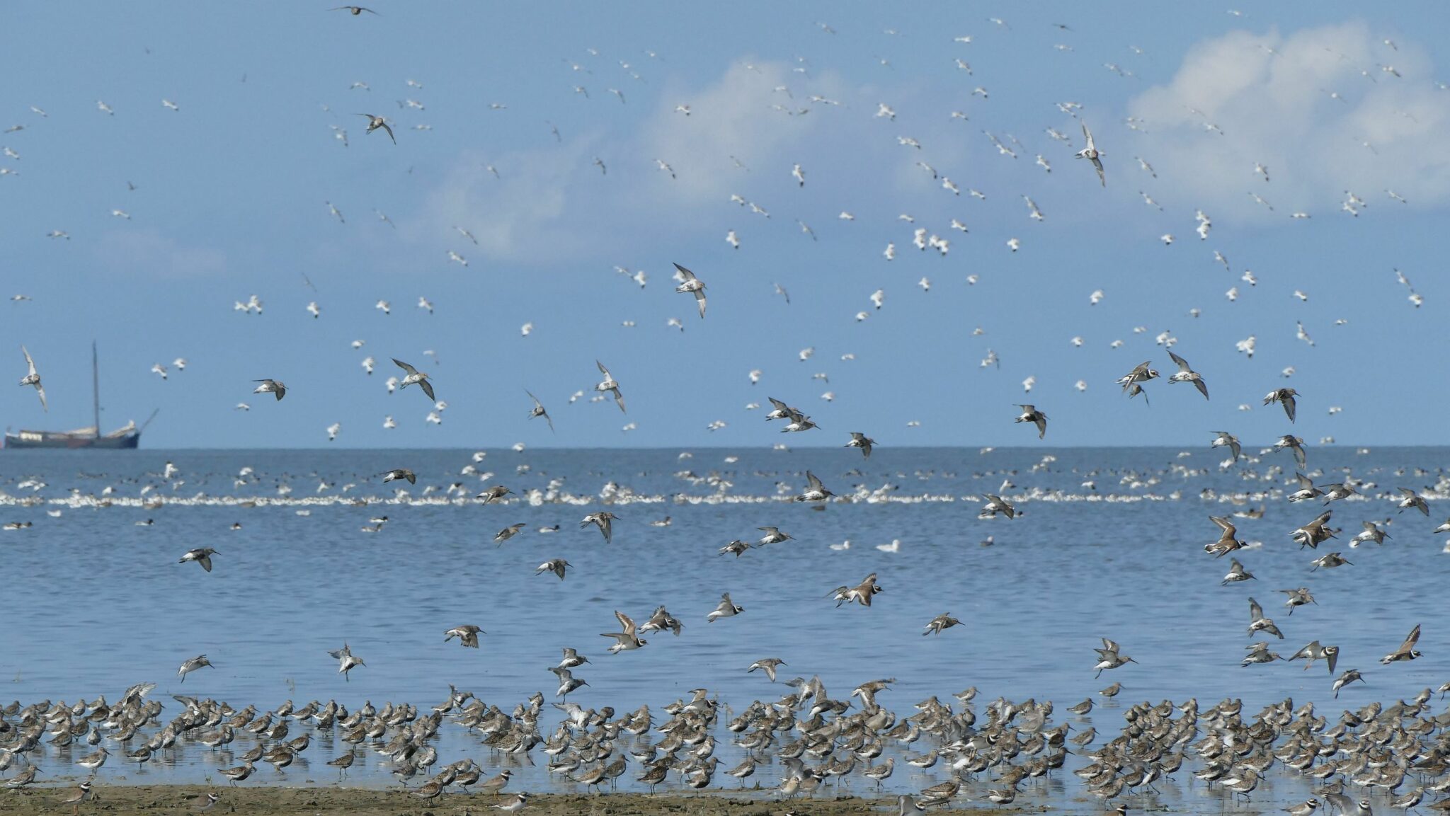 Zaterdag 13 september - Westhoek Friesland, Zwarte Haan en Hegewiersterfjild
