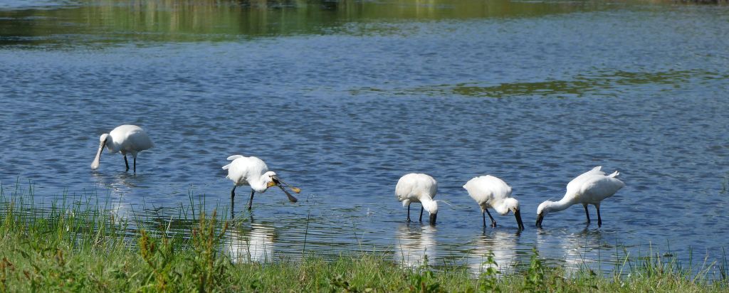 Excursie Reevediep, Vreugderijkerwaard e.o