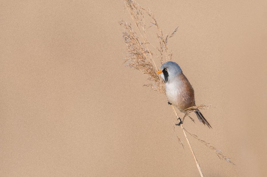 Natuur in de IJsselregio, door Freek Veldman