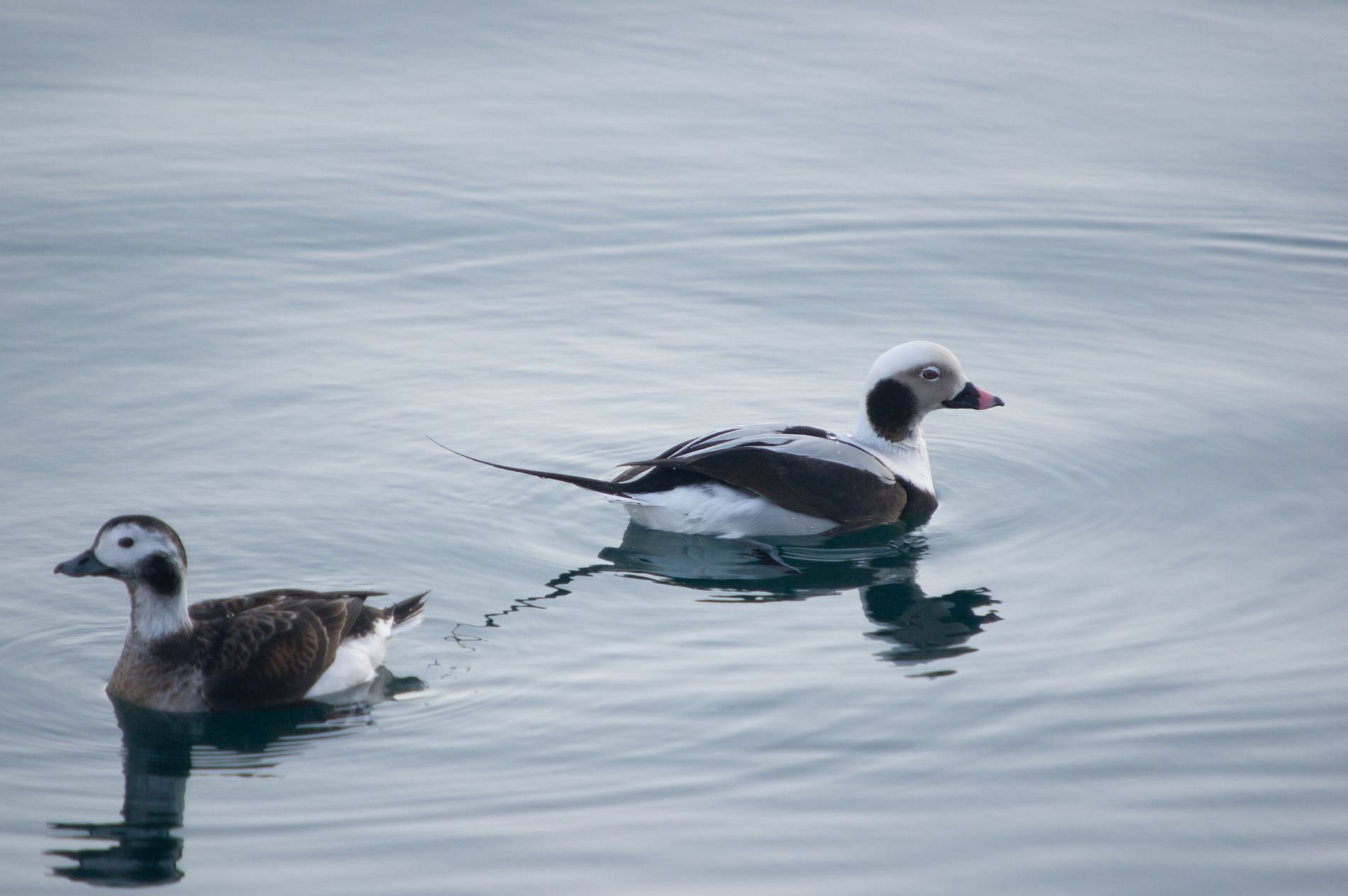 Dagexcursie Brouwersdam en Zeeuwse eilanden