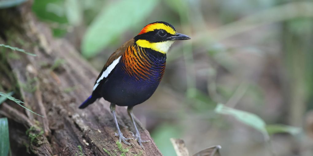 Algemene ledenvergadering + lezing Thailand