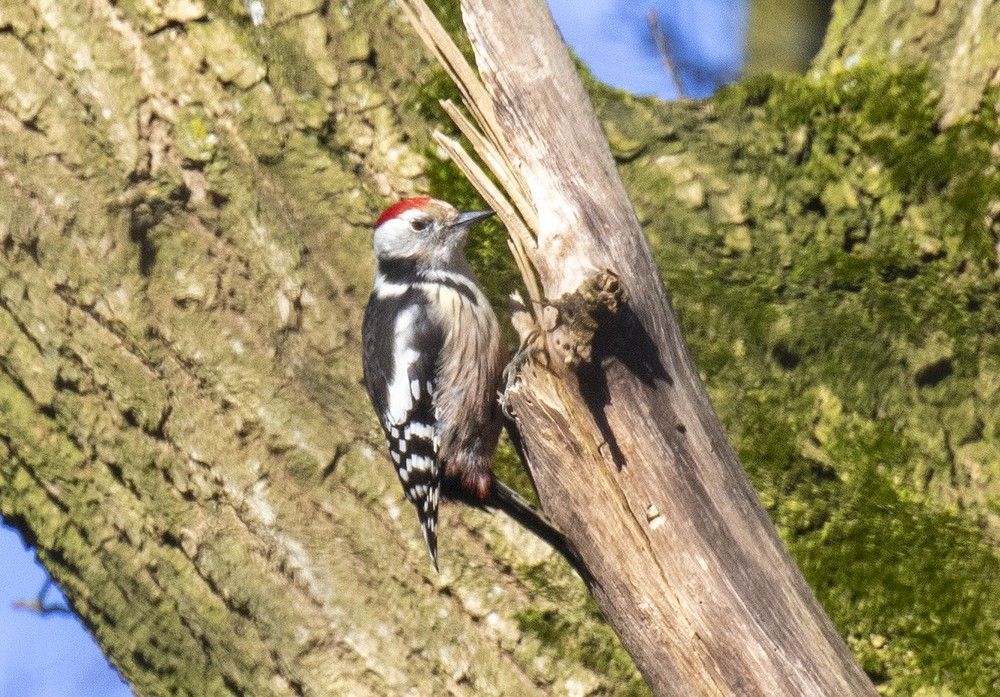 Spechten en meer op de Dassenberg