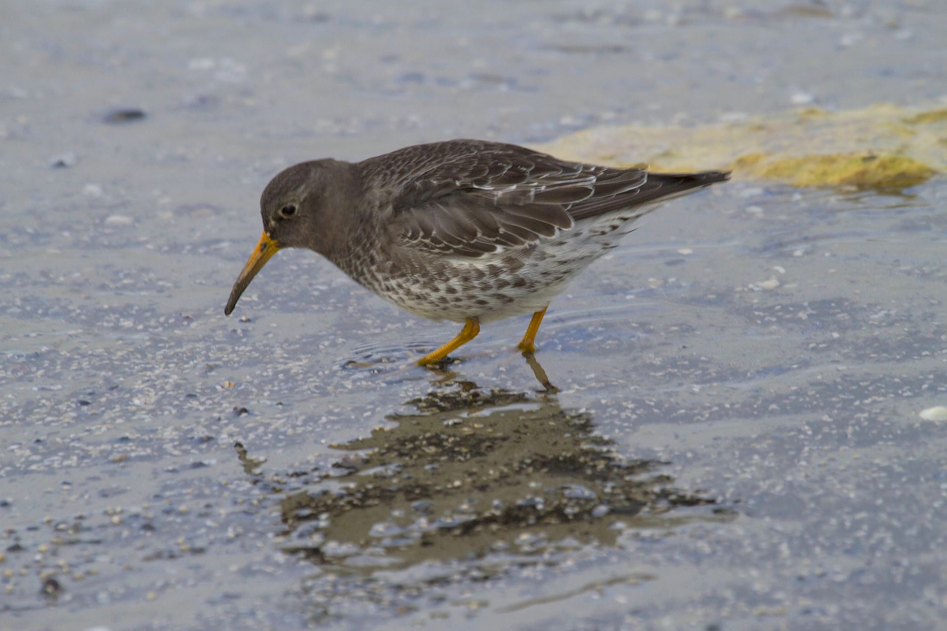 Excursie pier van IJmuiden