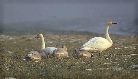 Wilde zwanen door Hans Lindsel