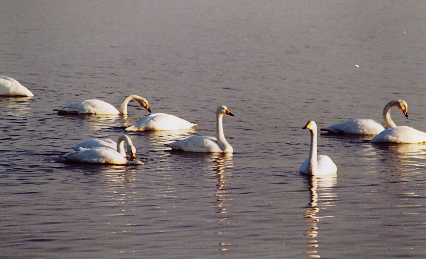 Excursie Wintervogels op de Randmeren