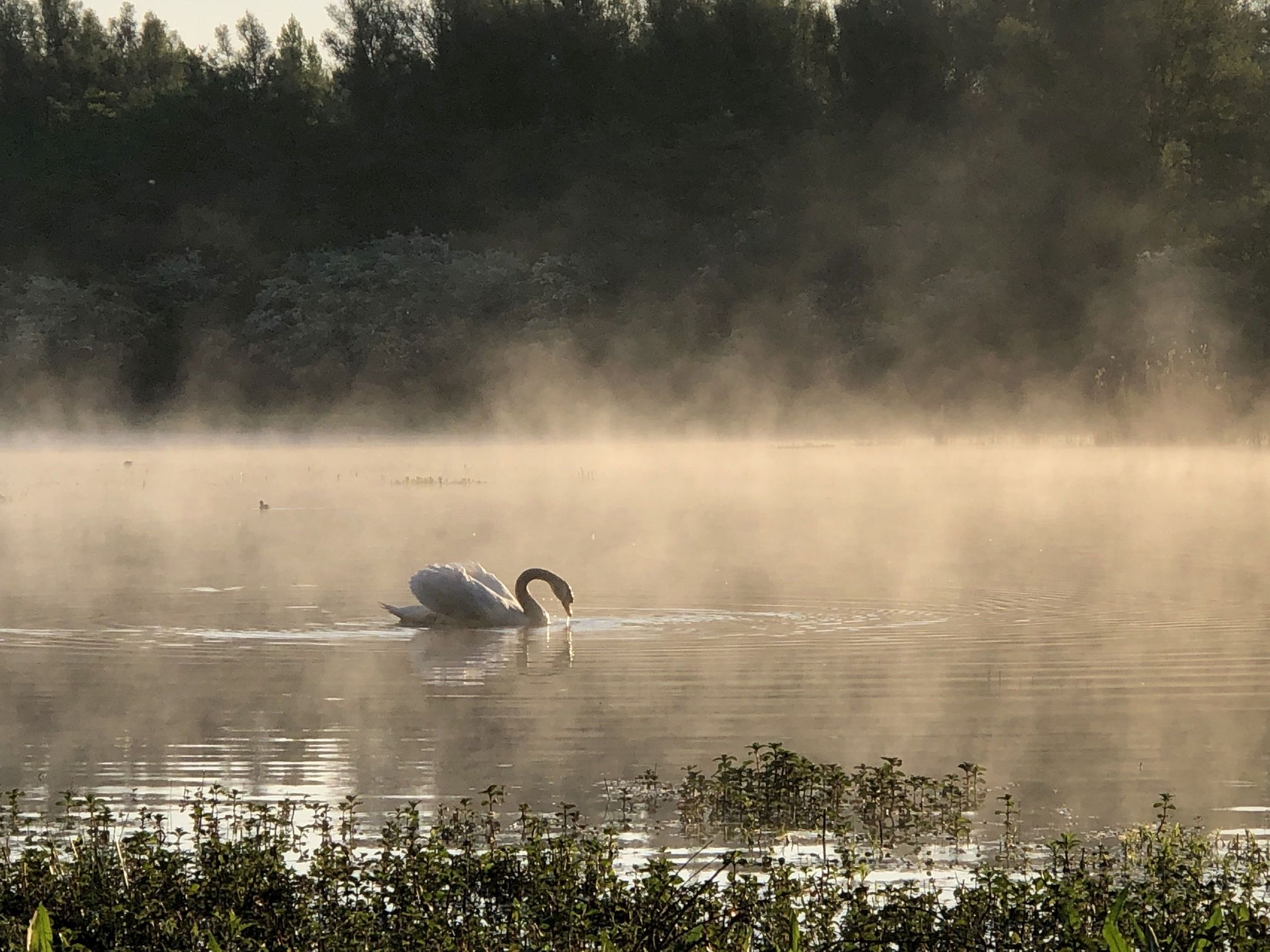 Vroege vogelexcursie Stille Kern