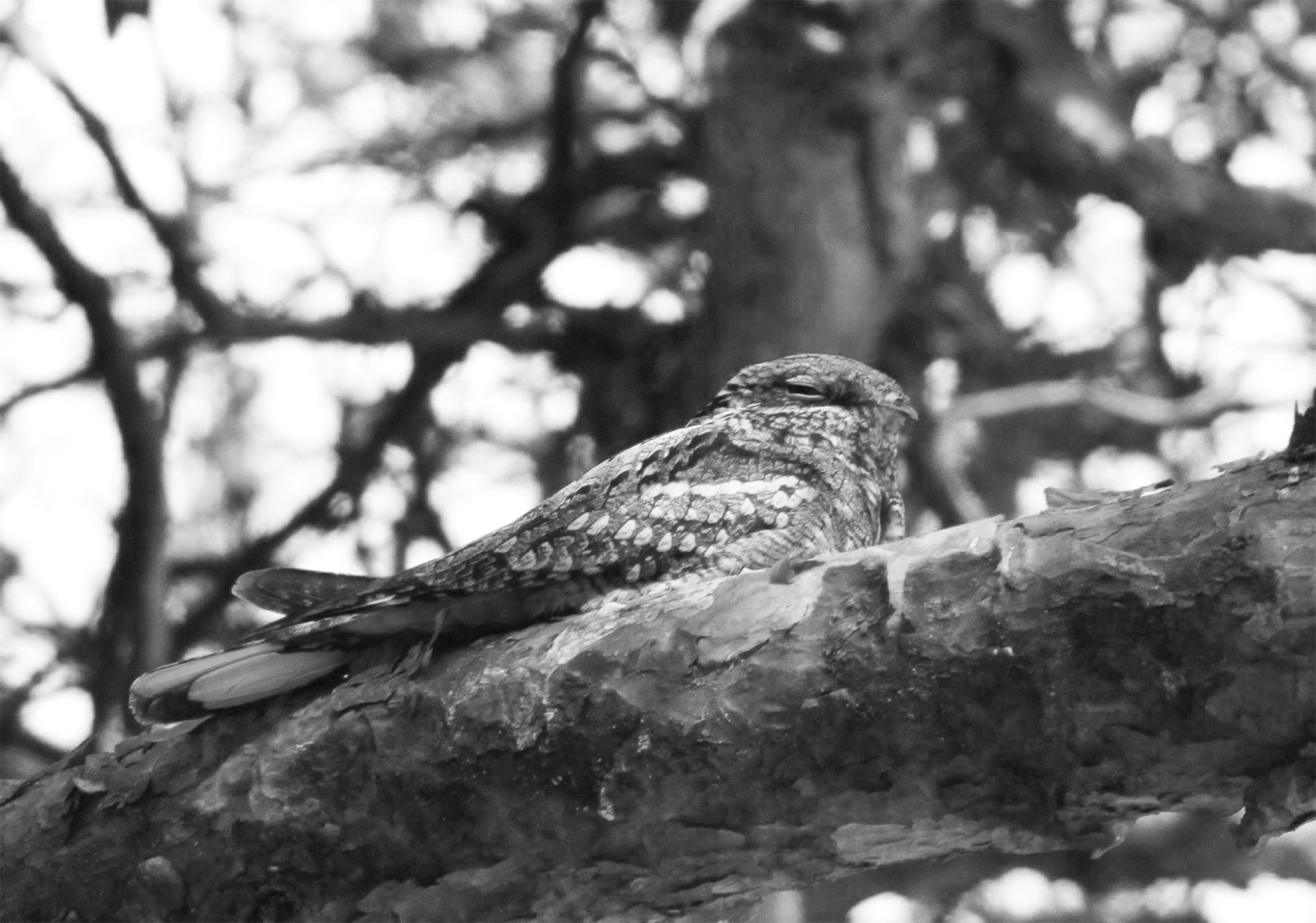 Nachtzwaluwen op het Beekhuizerzand