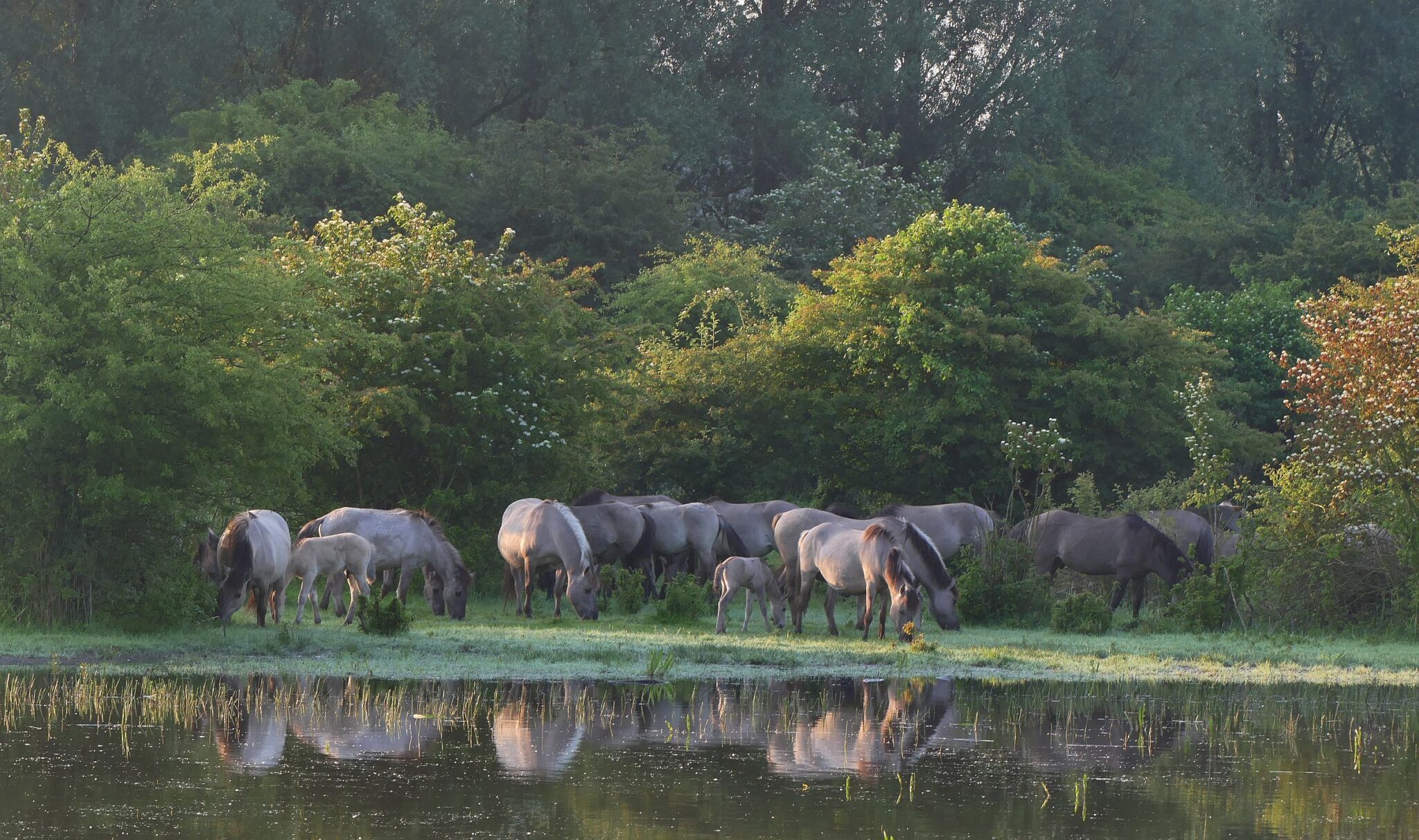 Avondwandeling door de Stille Kern in Zeewolde