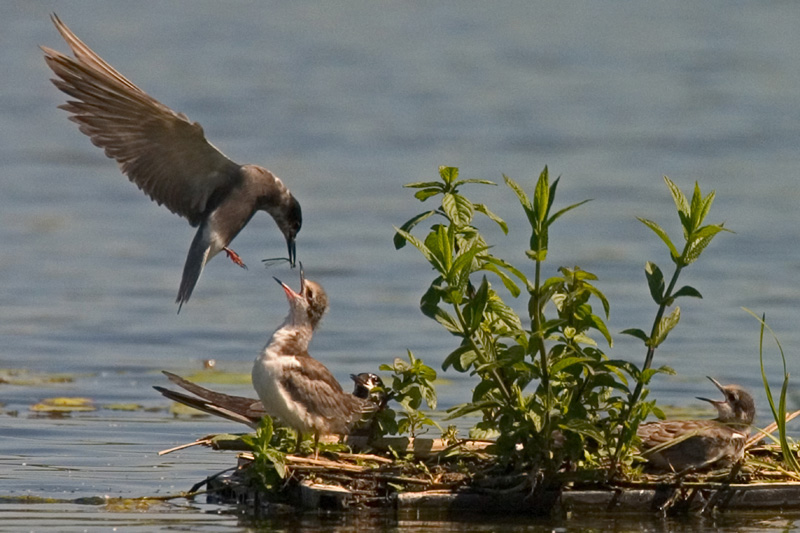 Voorjaarsexcursie naar de Millingerwaard en Groenlanden langs de Waal