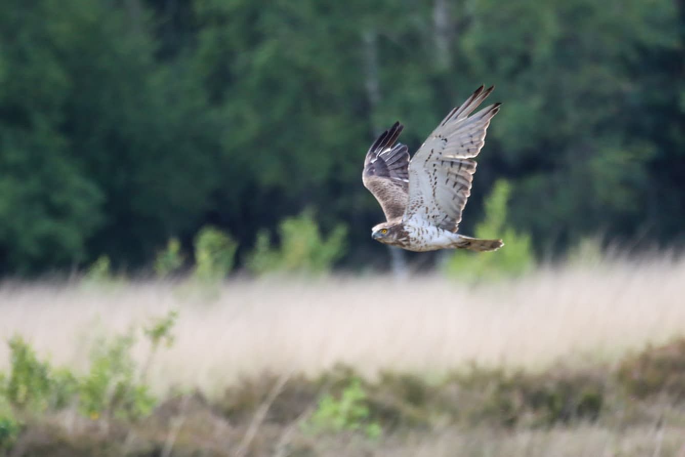Slangenarenden op de Veluwe