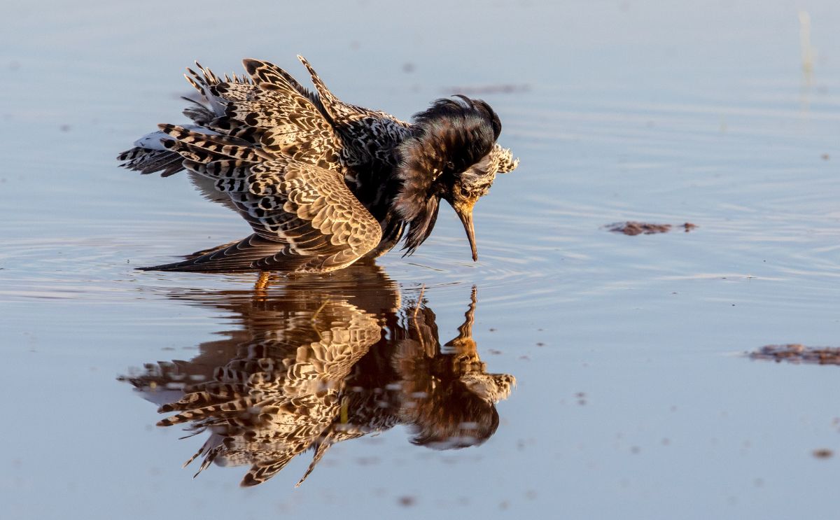 Lezing: 'Over leven en uitsterven: vier vogels, vier verhalen', door Sijmen Hendriks